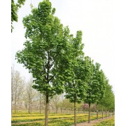 Клен явір псевдоплатановий (обх 20-25 см) 4-4.5 м